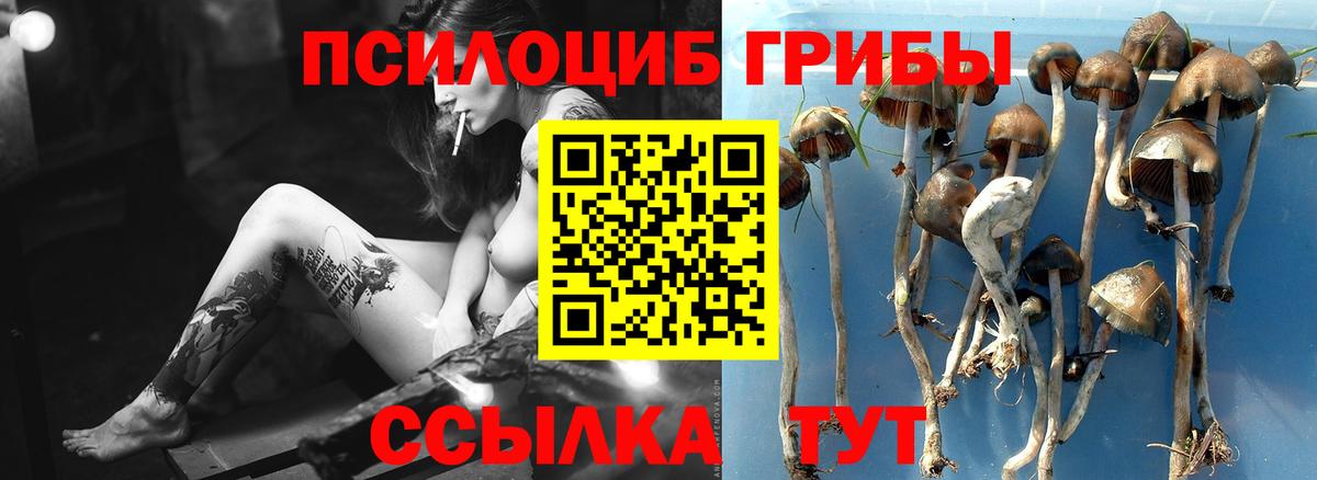 Галлюциногенные грибы мицелий Чехов